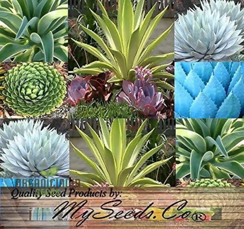 New Fresh 20pcs Mixed Agave Plant Seeds, 20pcs Mixed Agave Plant Seeds, Mixed Agave Plant Seeds pack of 20, Buy Mixed Agave Plant Seeds online