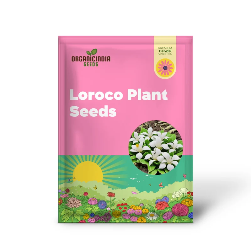 Loroco Plant Seeds, White Loroco Central American Flower Seeds