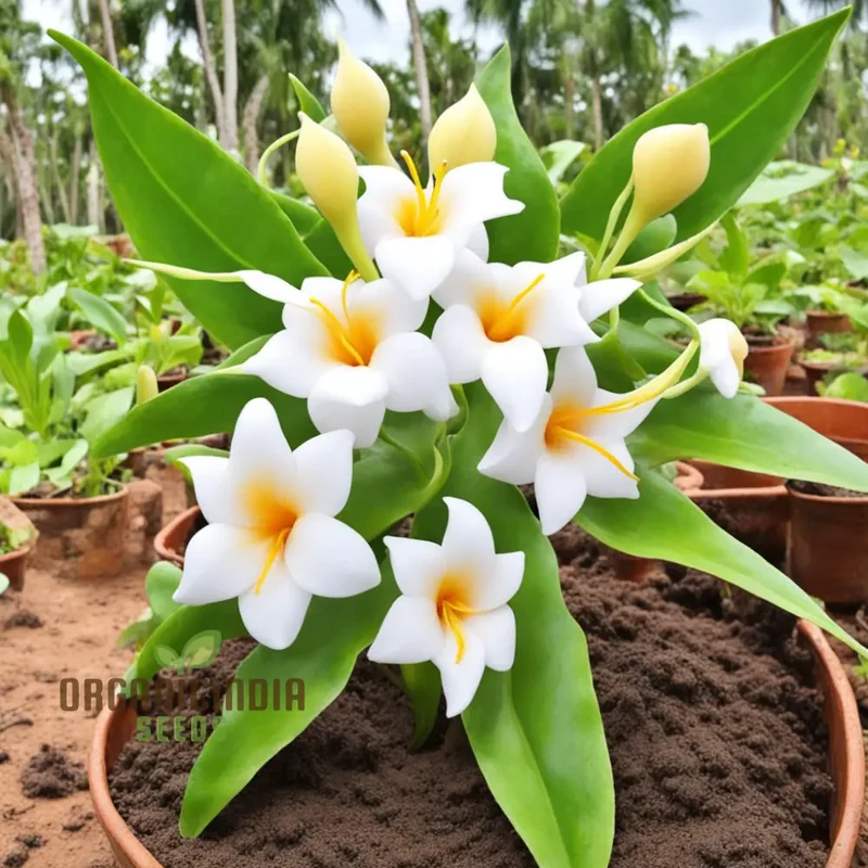 Loroco Plant Seeds, White Loroco Central American Flower Seeds