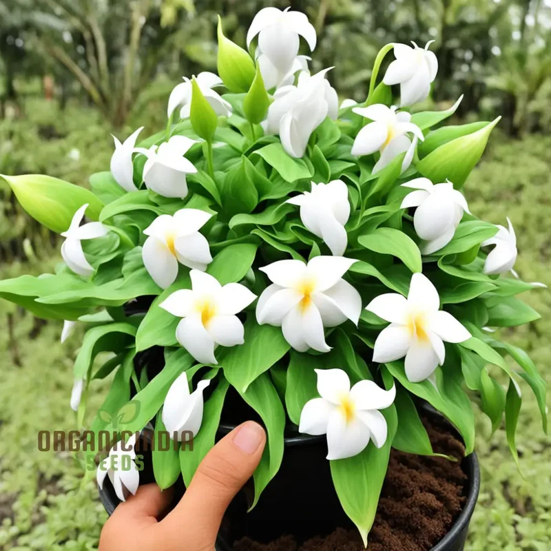 Loroco Plant Seeds, White Loroco Central American Flower Seeds