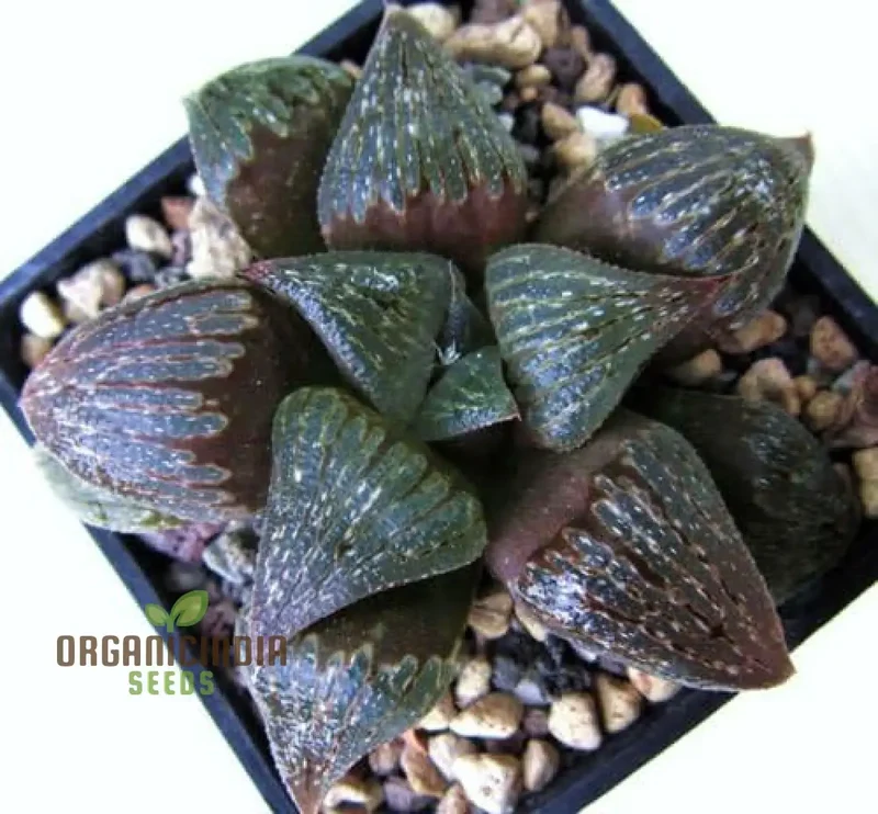 Fresh HAWORTHIA Fusca Seed Pack, Growing HAWORTHIA from Seed, Succulent Seed Suppliers, HAWORTHIA Fusca Plant Seeds
