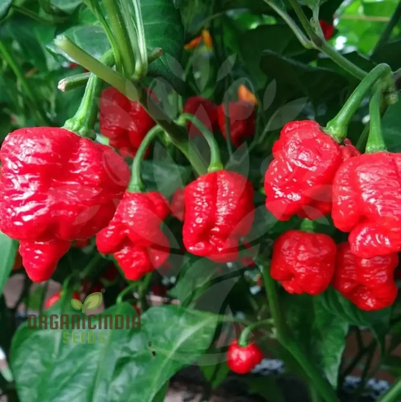Orange Trinidad Moruga Pepper Seeds, Cultivate Spicy Delights with Premium Vegetable Seeds for Planting and Gardening