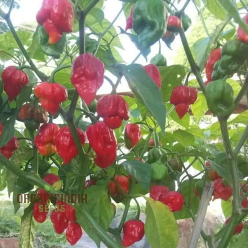 Orange Trinidad Moruga Pepper Seeds, Cultivate Spicy Delights with Premium Vegetable Seeds for Planting and Gardening