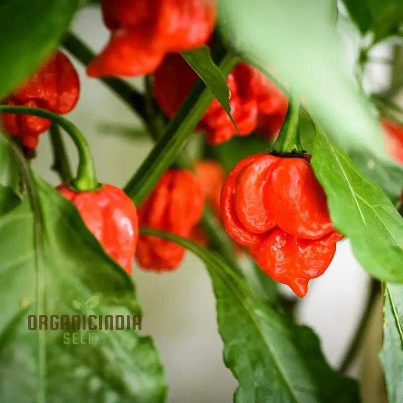 Orange Trinidad Moruga Pepper Seeds, Cultivate Spicy Delights with Premium Vegetable Seeds for Planting and Gardening