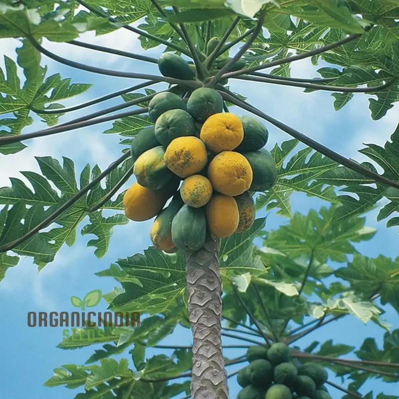 Dwarf Cylindrical Papaya Fruit Seeds for Planting, Enhance Your Garden with Exotic Fruit Seeds