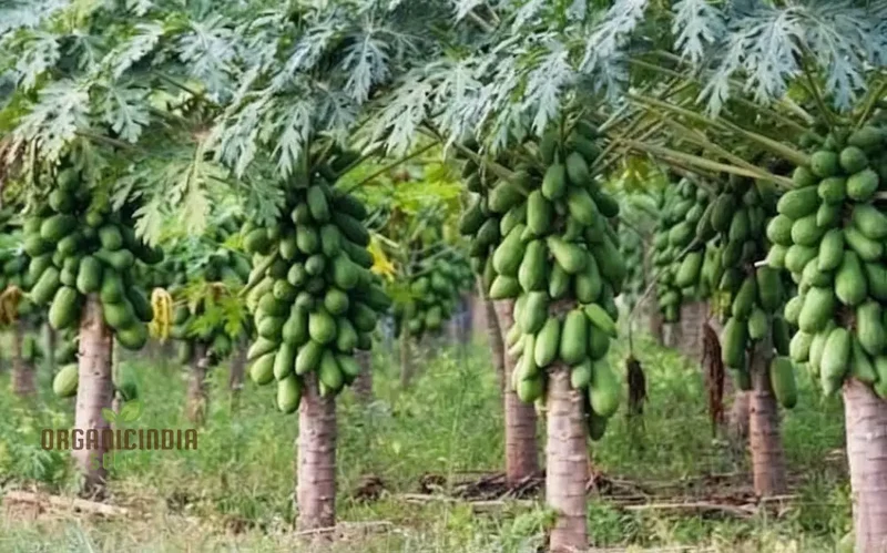 Dwarf Cylindrical Papaya Fruit Seeds for Planting, Enhance Your Garden with Exotic Fruit Seeds