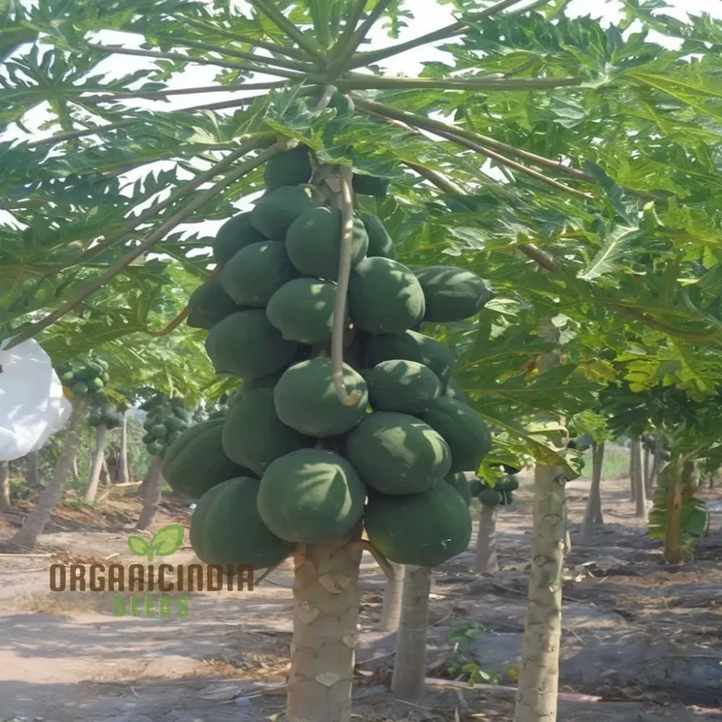 Dwarf Cylindrical Papaya Fruit Seeds for Planting, Enhance Your Garden with Exotic Fruit Seeds