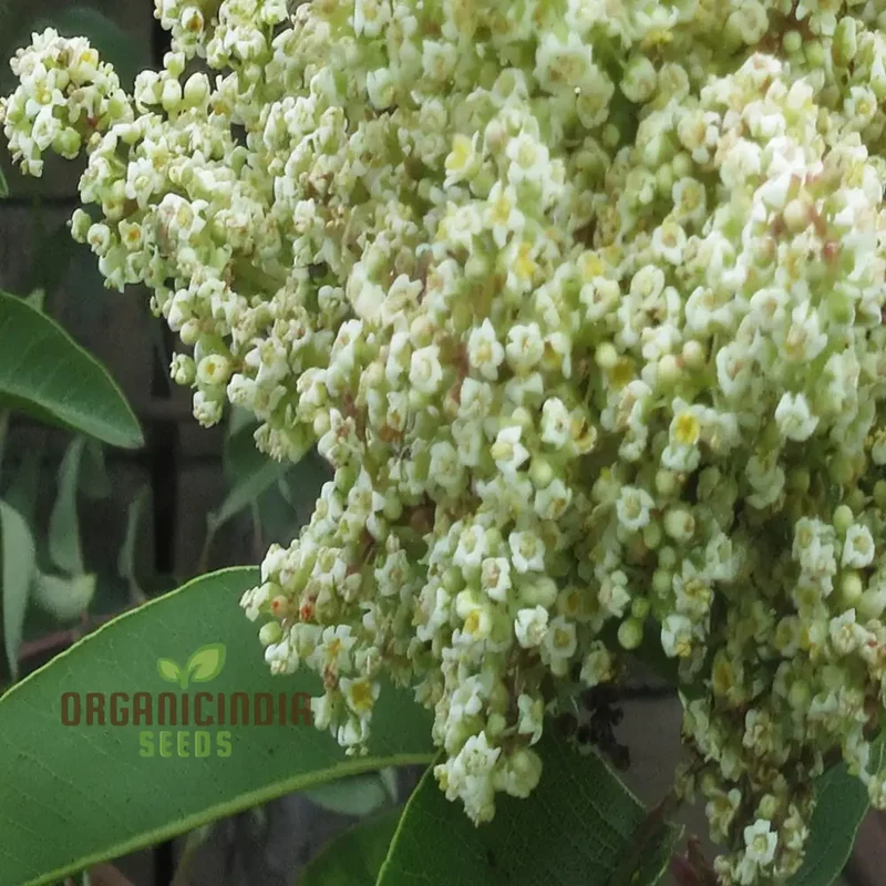 White Sumac Beauty, Assorted Flower Seeds for Your Garden Oasis