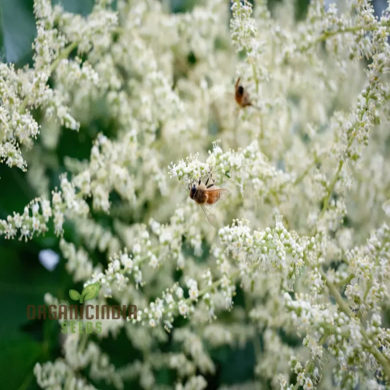 White Sumac Beauty, Assorted Flower Seeds for Your Garden Oasis
