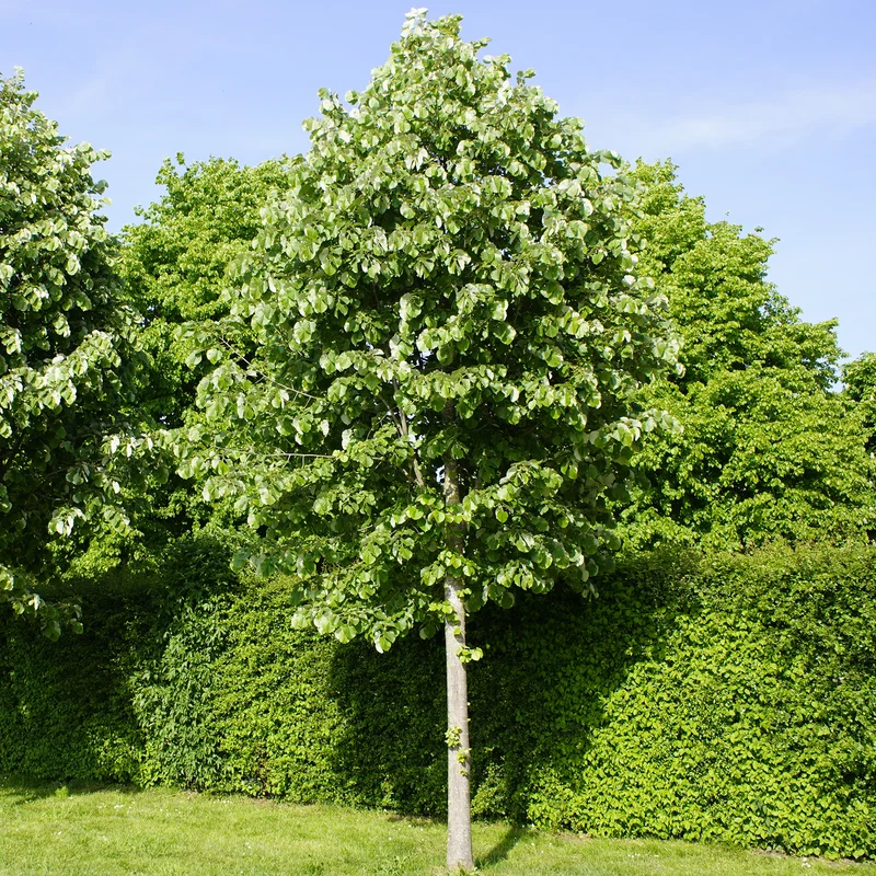 Tilleul argenté ‘Sterling Silver’ ( Tilia tomentosa ‘Sterling Silver’)