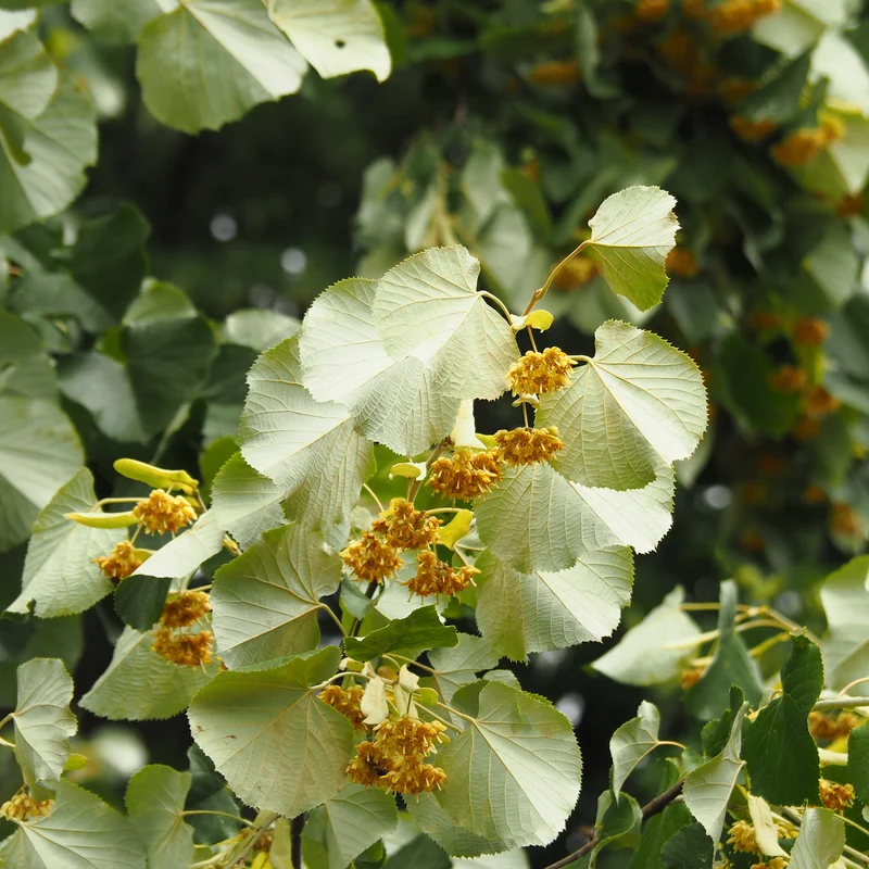 Tilleul argenté ‘Sterling Silver’ ( Tilia tomentosa ‘Sterling Silver’)