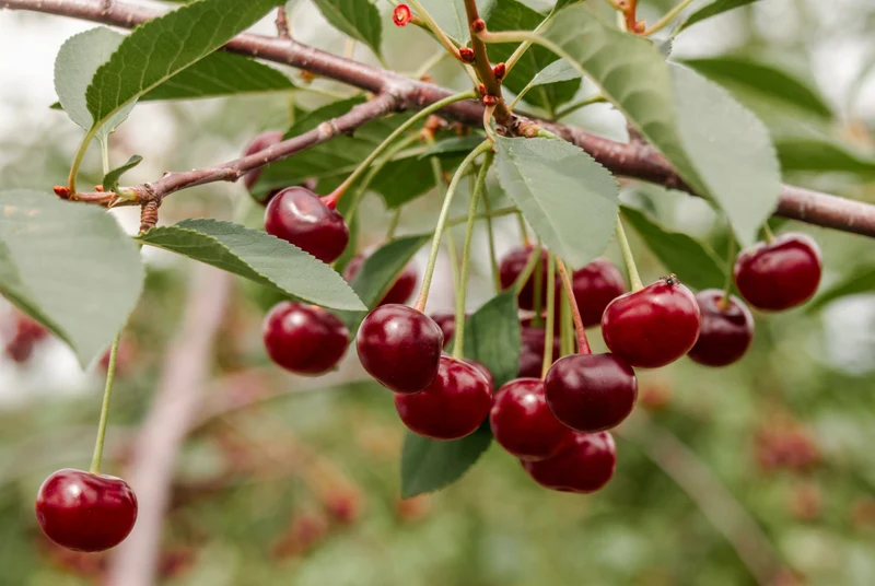 Prunus avium 'Lapins'