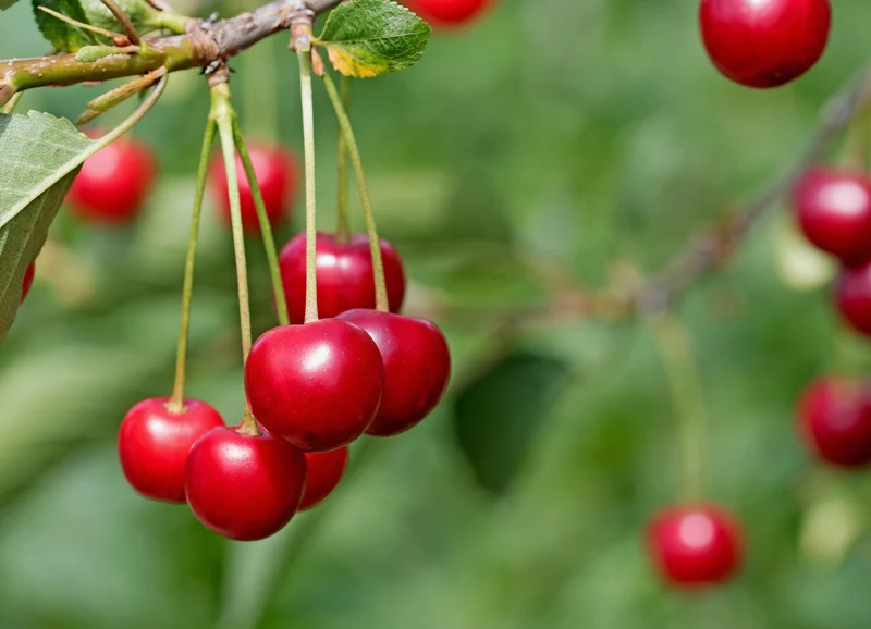 Prunus cerasus 'Meteor'