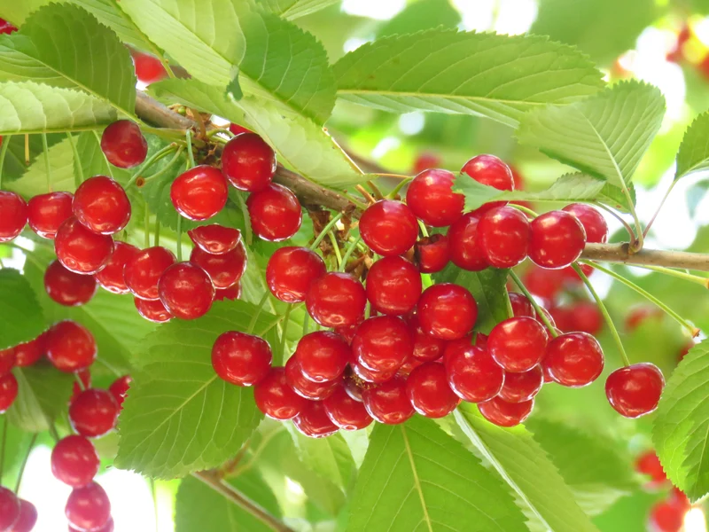 Prunus cerasus 'Montmorency'