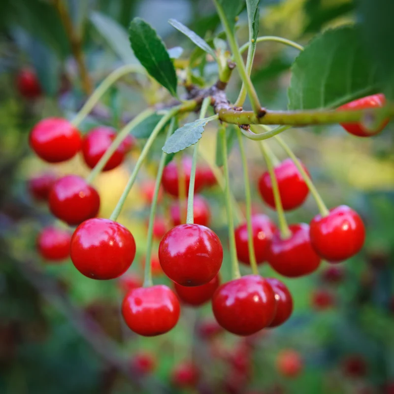 Prunus cerasus 'North Star'