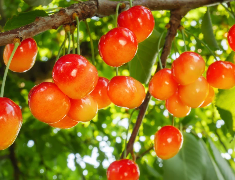 Prunus avium 'Rainier'