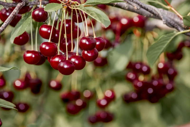 Prunus cerasus 'Romeo'