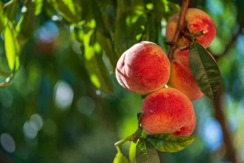 Nectarinier ‘Harovin Nova’ ( Prunus persica var. nucipersica ‘Harovin Nova’)