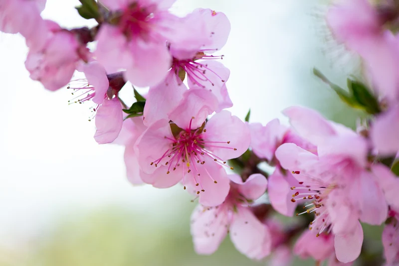 Nectarinier ‘Harovin Nova’ ( Prunus persica var. nucipersica ‘Harovin Nova’)