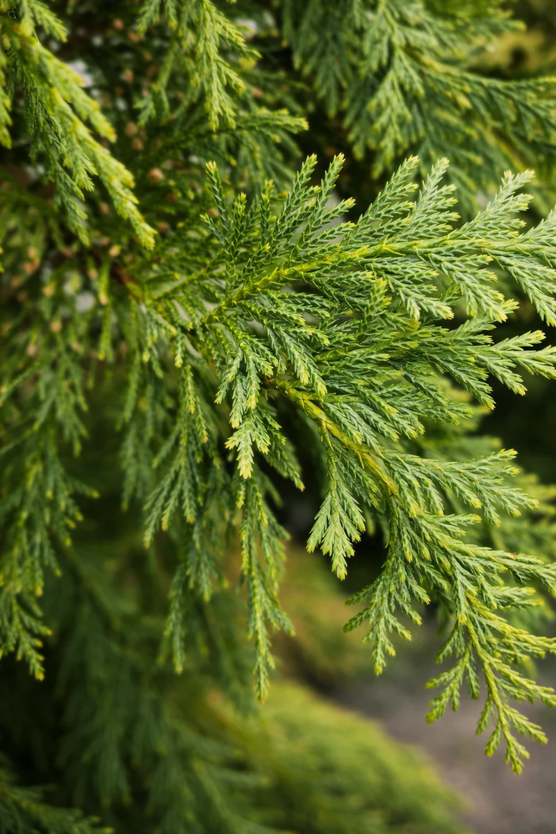 Cyprès de Nootka ‘Glauca’ ( Chamaecyparis nootkatensis ‘Glauca’)