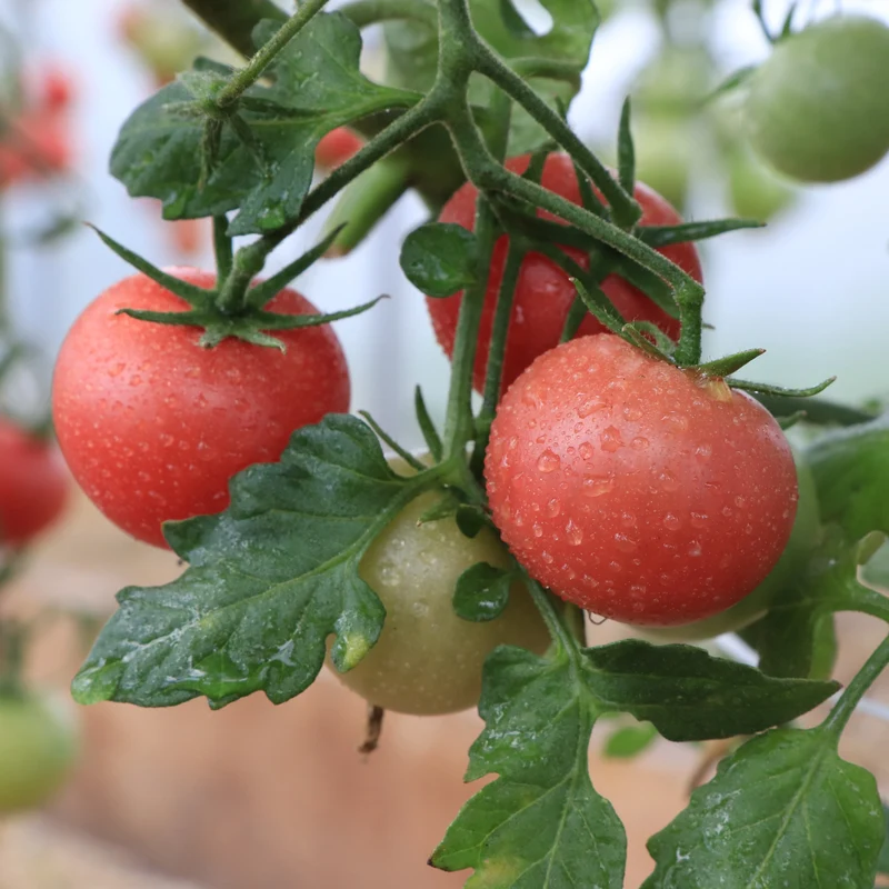 Tomate rose ‘Trucker’s Favorite’ bio ( Solanum lycopersicum ‘Trucker’s Favorite’)