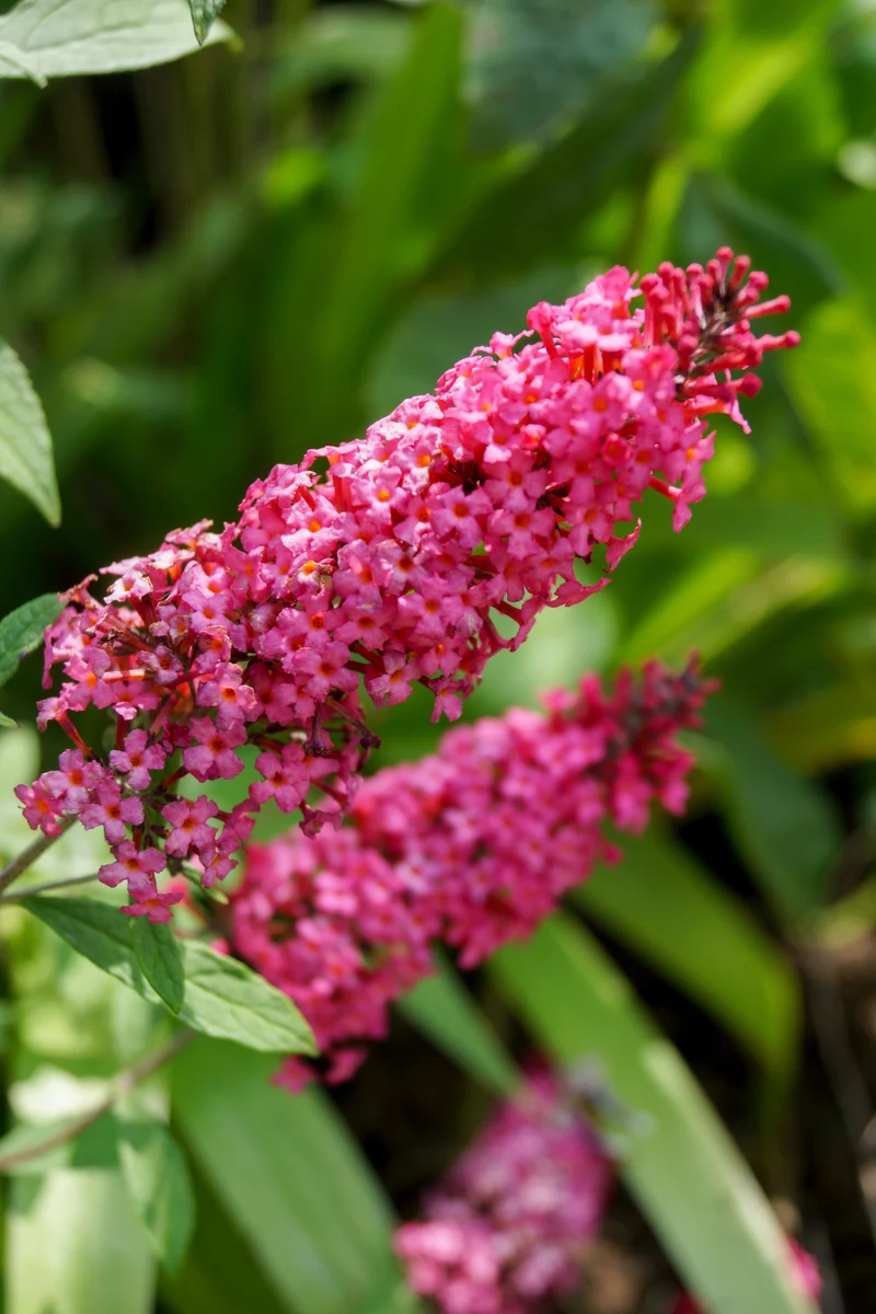 Arbre aux papillons ‘Prince Charming’ ( Buddleja ‘Prince Charming’)