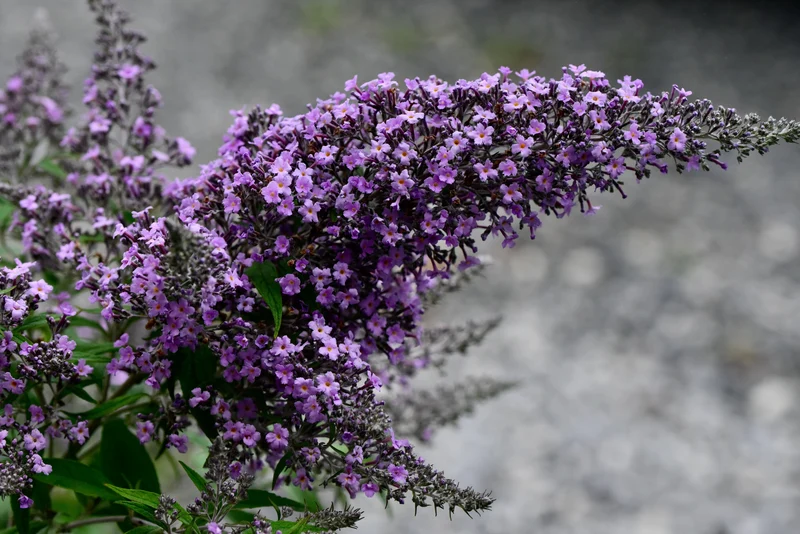 Arbre aux papillons ‘Grand Cascade’ ( Buddleja ‘Grand Cascade’)