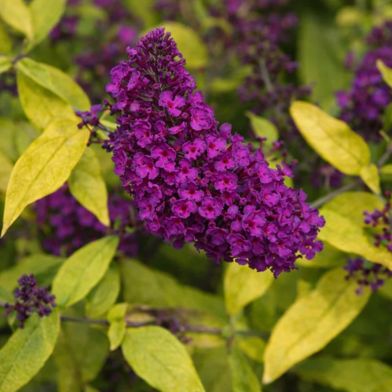 Arbre aux papillons ‘Gold Drop’ ( Buddleja ‘Gold Drop’)