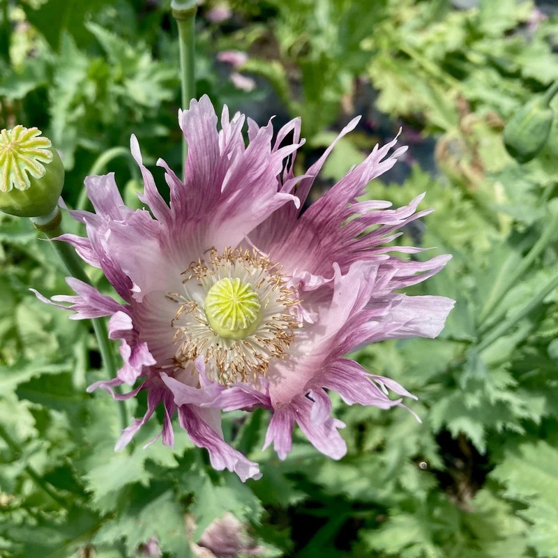 Pavot ' ( Papaver spp. ‘Clair de Lune’)