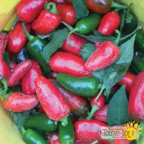 Piment fort ‘Early Jalapeño’ ( Capsicum annuum )