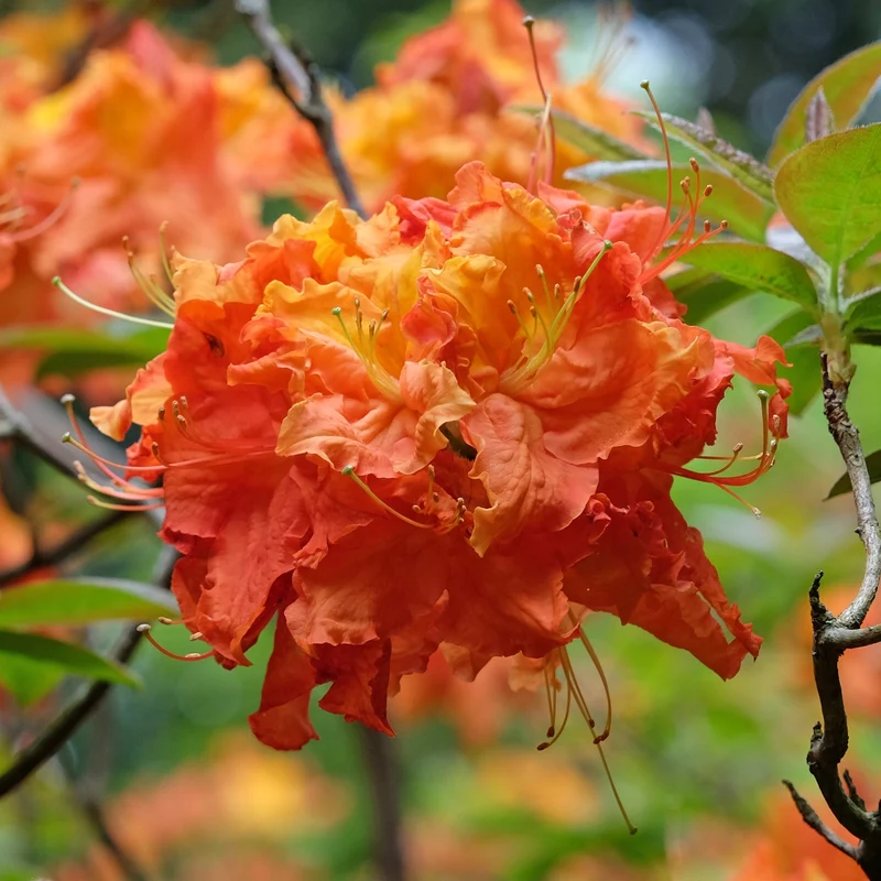 Azalée Exbury ‘Gibraltar’ ( Rhododendron ‘Gibraltar’)