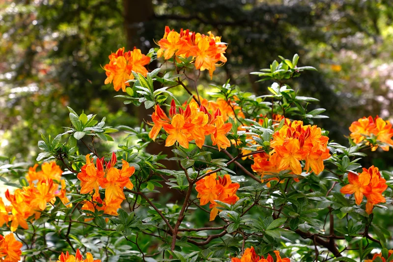 Azalée Exbury ‘Arneson Gem’ ( Rhododendron ‘Arneson Gem’)