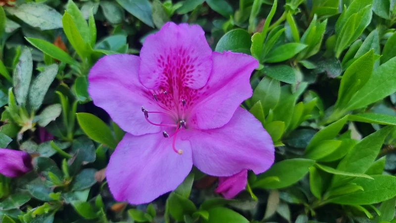 Azalée mollis ‘Karens’ ( Rhododendron ‘Karens’)