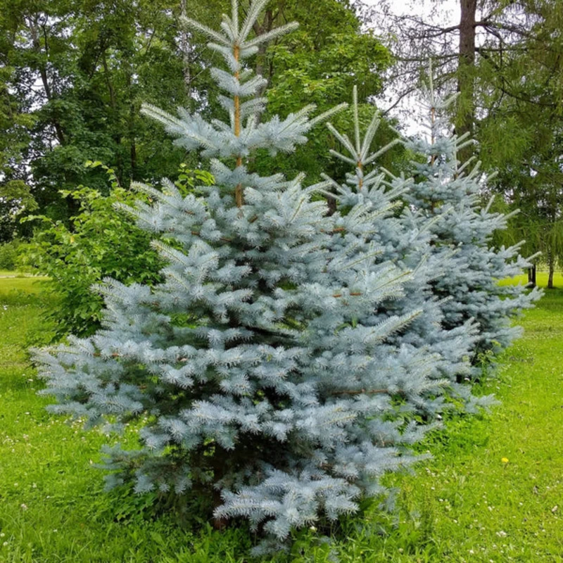 Épinette bleue ‘Bonnie Blue’ ( Picea pungens ‘Bonnie Blue’)