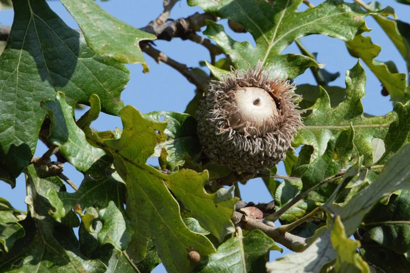 Quercus macrocarpa