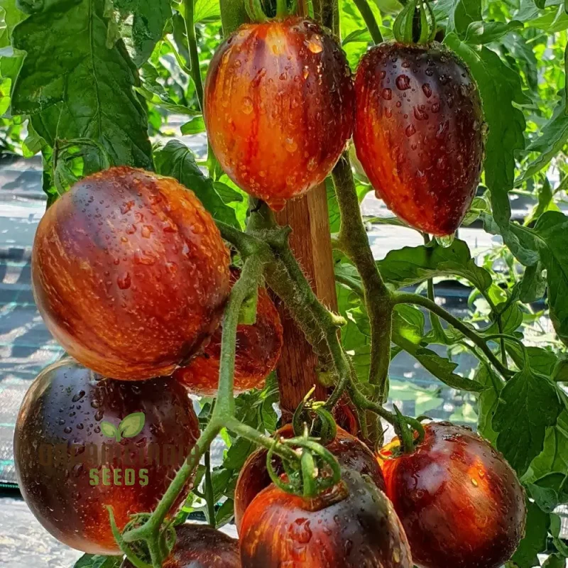 Gargamel tomato vegetable seeds, Rare Fines Striped-Rare Vegetable Seeds
