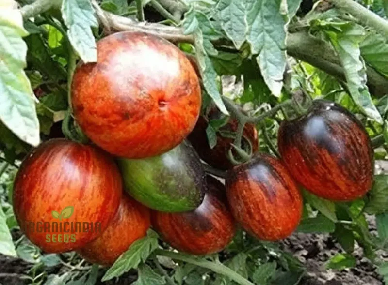 Gargamel tomato vegetable seeds, Rare Fines Striped-Rare Vegetable Seeds