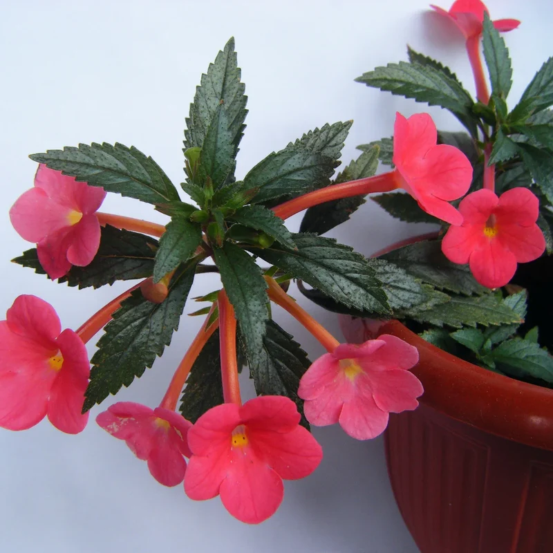 Achimenes 'S Sunburst Northwood Flower Seeds, Exquisite Blooms to Brighten Your Garden