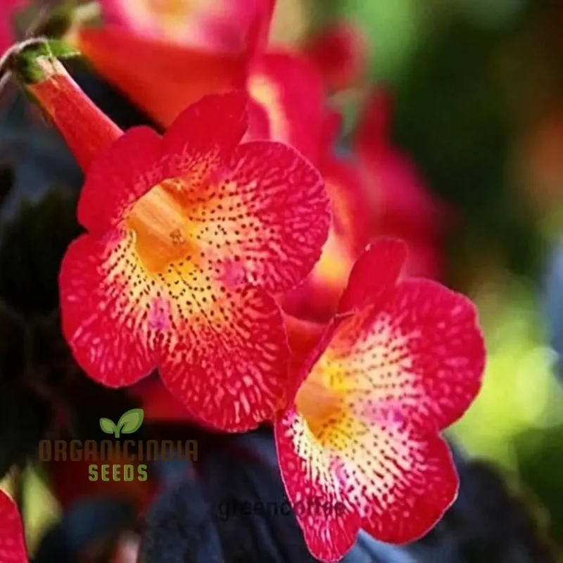 Achimenes 'S Sunburst Northwood Flower Seeds, Exquisite Blooms to Brighten Your Garden