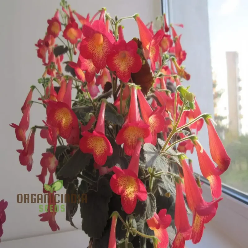 Achimenes 'S Sunburst Northwood Flower Seeds, Exquisite Blooms to Brighten Your Garden