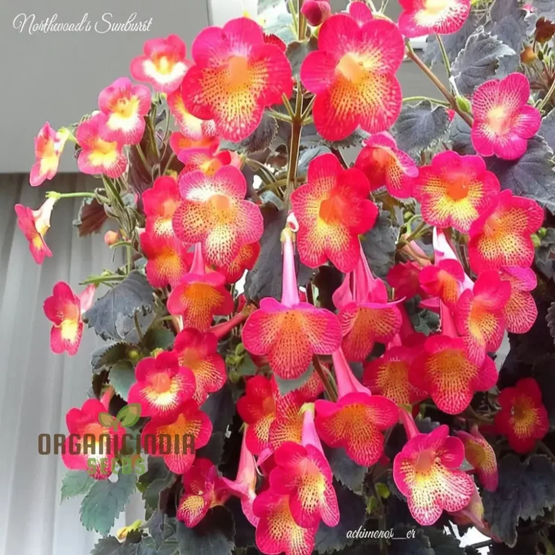 Achimenes 'S Sunburst Northwood Flower Seeds, Exquisite Blooms to Brighten Your Garden