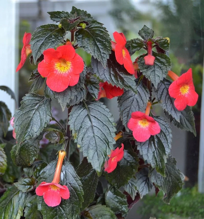 Achimenes 'S Sunburst Northwood Flower Seeds, Exquisite Blooms to Brighten Your Garden