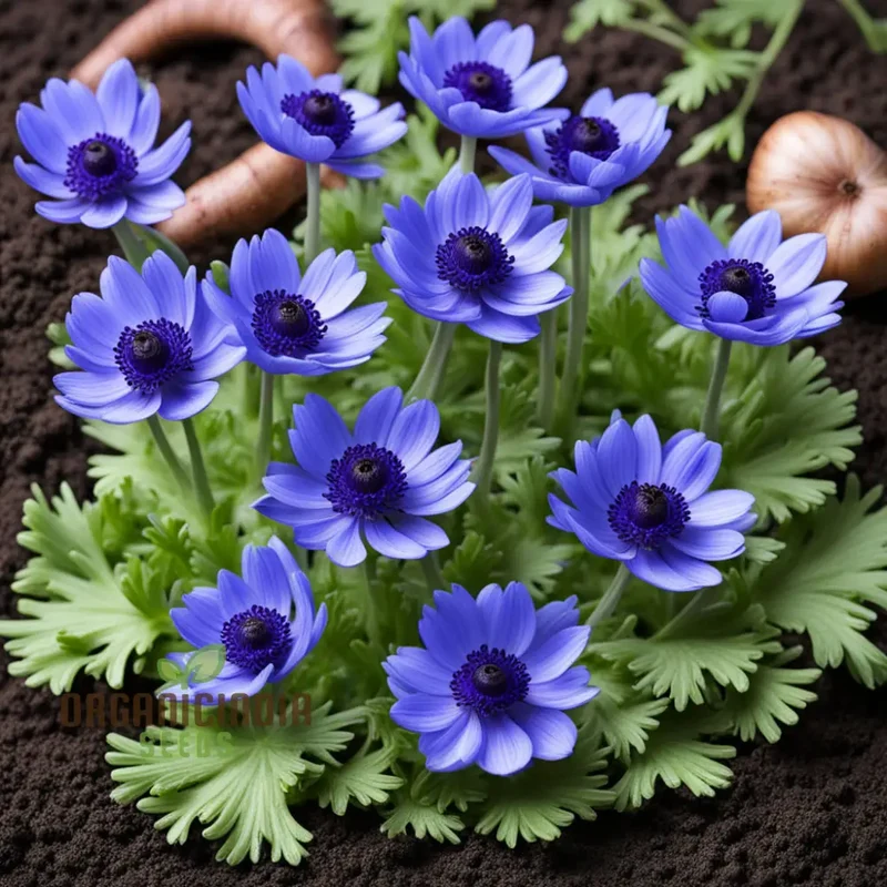 Anemone Blanda Blue Seeds – Stunning Blue Blooms for Garden Planting