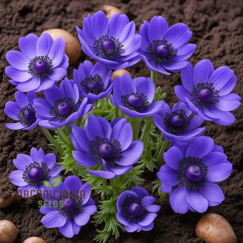 Anemone Blanda Blue Seeds – Stunning Blue Blooms for Garden Planting
