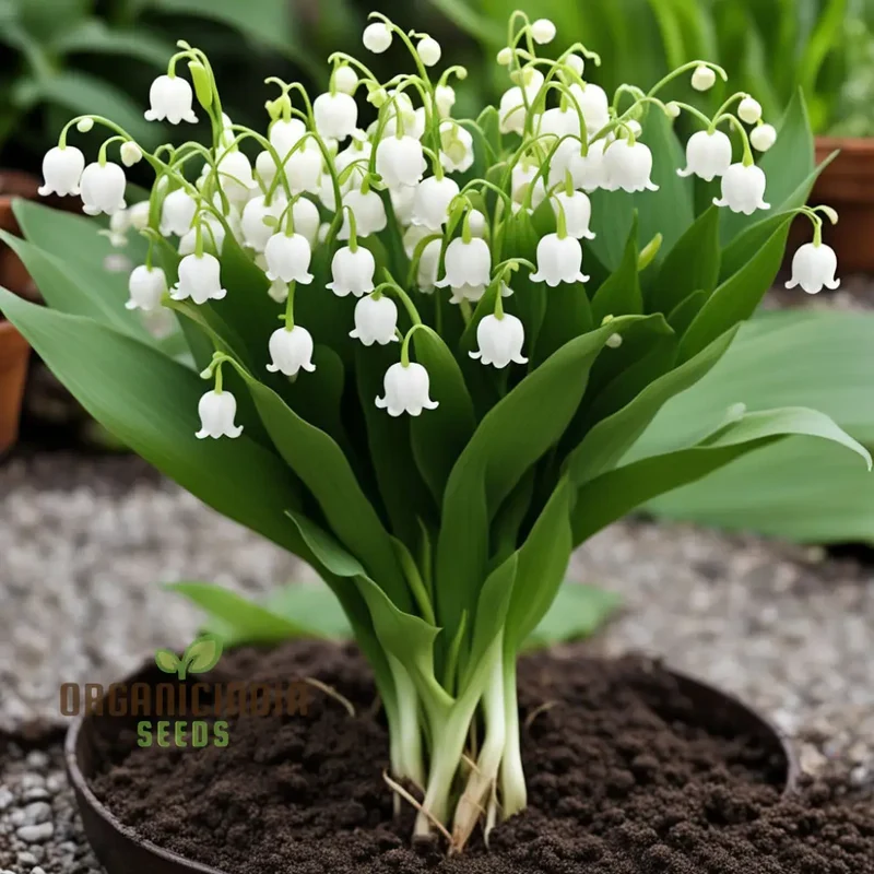 White Lily of the Valley Flower Seeds, Elegant and Fragrant Blooms for Serene Gardens