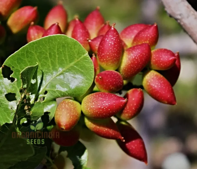 Pista Badam Plant Seeds, Pistachio Nut Plant, Grafted Healthy Pistachio, Nut Grening Plant