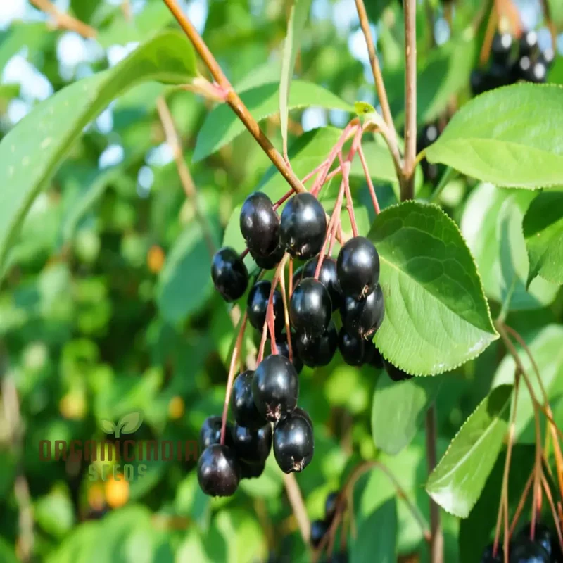 Blossom Your Garden with Aronia Berries, Planting Chokeberry Fruit Seeds