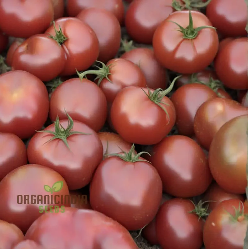 Cherokee Purple Tomato Seeds, Very Old Cherokee Indian Variety Germinal Planting Seeds