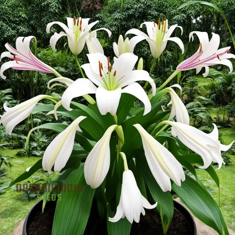 Giant Himalayan Lily Flower Seeds, Majestic Blooms for Dramatic Garden Landscapes