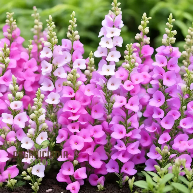 Perennial Angelonia Serena Summer Snapdragon Flower Seeds, Vibrant Long-Lasting Blooms for Your Garden